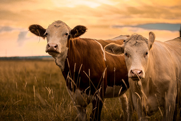Discover Methane Cows in Sunset Anthropogenic methane sources